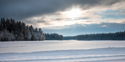 snow covered trees