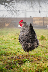 Spotted hen outside in the garden.