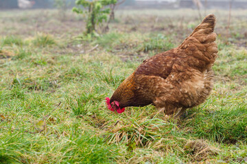 Brown hen outside in the garden.