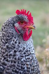 Spotted hen outside in the garden.