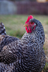 Spotted hen outside in the garden.