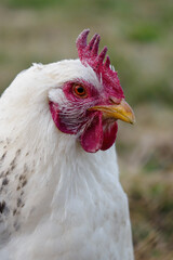 White hen portrait in nature.