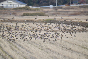 雀の群れ