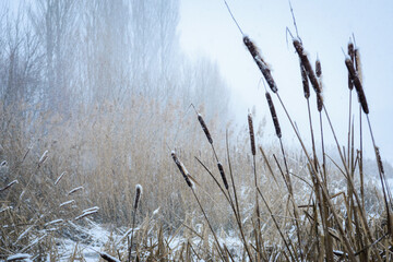 Snowfall in the reeds of lake Neusiedlersee in Burgenland
