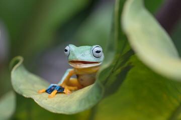 Green tree flying frog inside anthurium leaf
