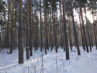 forest in winter