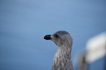 close up of a seagull