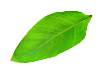 Obraz premium Green banana leaf on white background
