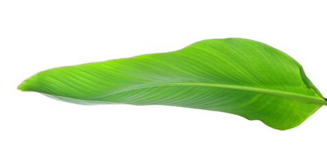 Green banana leaf on white background