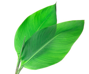 Green banana leaves on white background