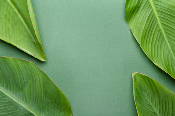 Green banana leaves on color background