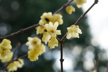 春を告げるロウバイの花が咲く