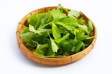 Chinese celery on white background