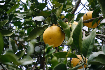 葉っぱに囲まれるポンカン