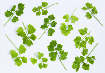 Chinese celery on white background