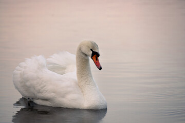 Naklejka na ściany i meble A white swan with small drops of water on its neck floats on the lake