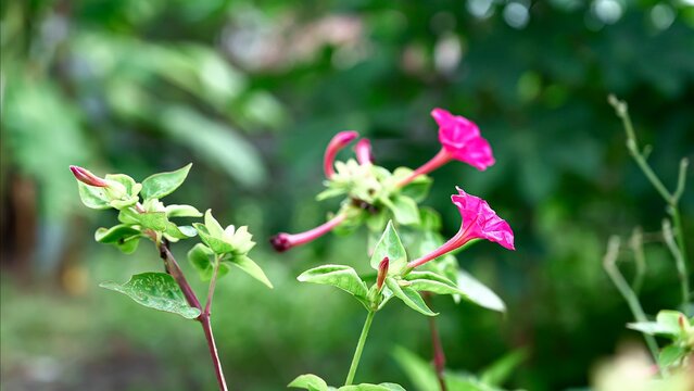 Mirabilis jalapa, the marvel of Peru or four o'clock flower, is the most commonly grown ornamental species of Mirabilis plant