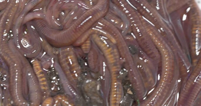 compost worms moving close-up