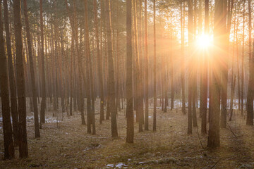 Sunrise in the spring pine forest with last snow. Sunbeams shining through the haze between pine...