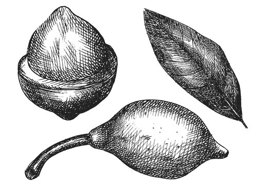 bakupari set, hand drawing, sketch