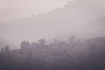 The Jerusalem Forest is covered in fog, densely planted pine trees and natural woodland