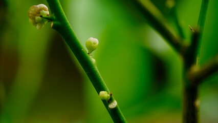 White lemon blossom Grow out of the lemon stem.