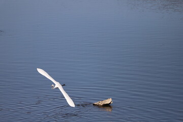 冬の川の上空を飛ぶシラサギ