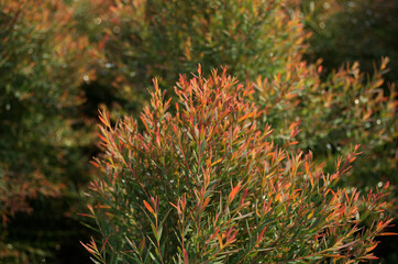 red and yellow juniper with daylight