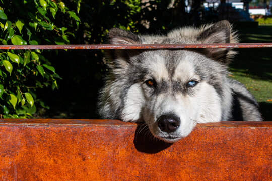 portrait of a beautiful siberian huskey dog with different color eyes leaning on the gate. siberian huskey with heterochromia.
