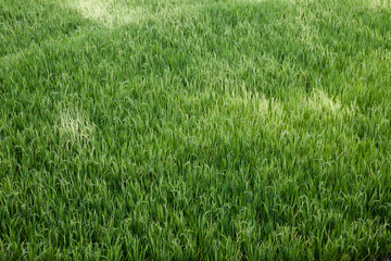Rice ears. Growing rice in water.