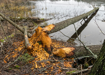 beaver bitten trees on the lake shore, winter day without snow, trees fell on the lake, gray day © ANDA