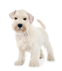 miniature schnauzer in studio