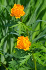 Trollius flowers blooms in the summer garden