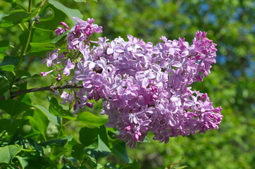 A branch of blooming varietal lilac close-up