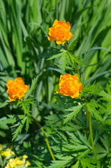 Blooming Trollius flowers in the garden