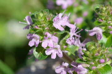 Creeping thyme (lat. Thymus serpyllum) close-up