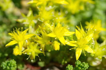 Blooming ochitok acre (Lat. Sedum acre) in the garden close-up