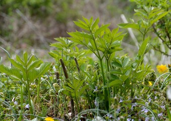 初夏の緑の葉が伸びてきたウド