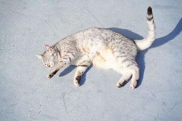 かわいいエジプシャンマウ