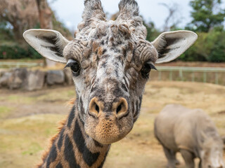 マサイキリン - カメラ目線 © 晃一 角田