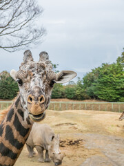 マサイキリン - カメラ目線 © 晃一 角田