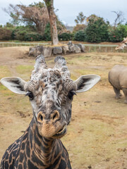 マサイキリン - カメラ目線 © 晃一 角田