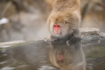 Naklejka premium 長野県山ノ内町 地獄谷野猿公苑の温泉に入るニホンザル