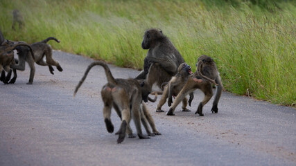 Playful chacma baboons