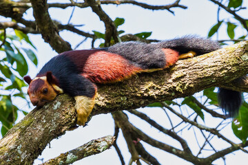 Malabar Giant Squirrel or Ratufa indica in a forest in Periyar, Kerala, India