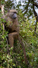 Chacma baboon in a tree