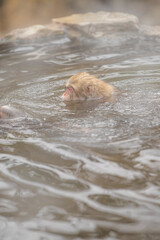 Fototapeta premium 長野県山ノ内町 地獄谷野猿公苑の温泉に入るニホンザル
