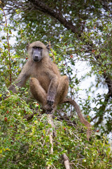 baboon sitting on a tree