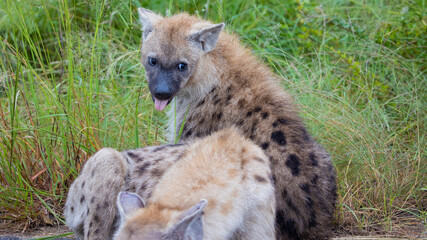 Obraz premium Hyena with a funny face