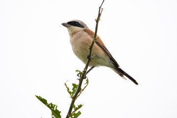 Obraz premium red-backed shrike